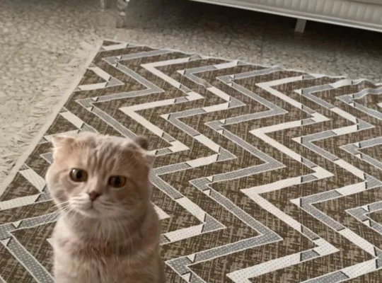 Kayıp Kedi Paşa