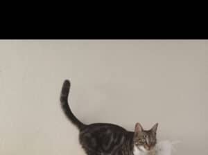 Kayıp Kedi Tarçın