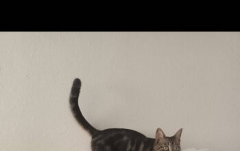 Kayıp Kedi Tarçın