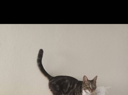 Kayıp Kedi Tarçın
