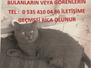 Kayıp Kedi Duman