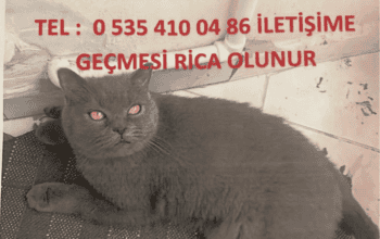 Kayıp Kedi Duman