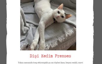 Kayıp Kedi Prenses