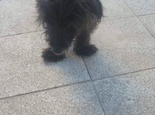 Kayıp Köpek