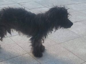 Kayıp Köpek