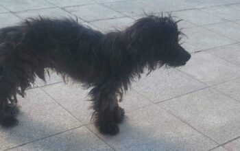 Kayıp Köpek