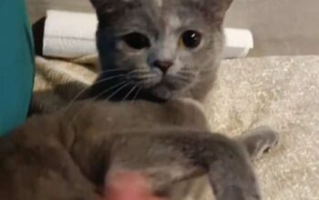 Kayıp Kedi