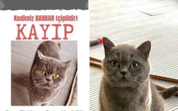 Kayıp Kedi Barbar