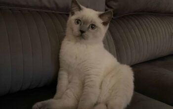 Kayıp Kedi Mavi