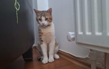 Kayıp Kedi Gümüş