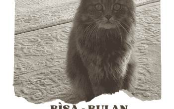 Kayıp Kedi Bisa