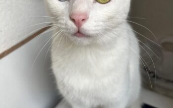 Kayıp Kedi Maviş
