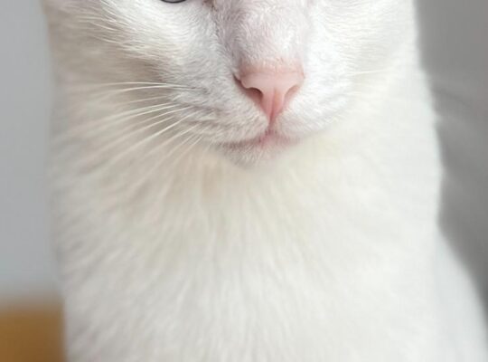 Kayıp Kedi Maviş