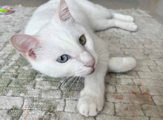 Kayıp Kedi Maviş