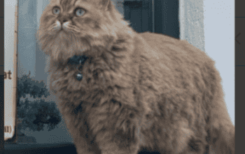 Kayıp Kedi Çitos