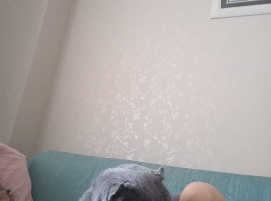 Kayıp Kedi Mia