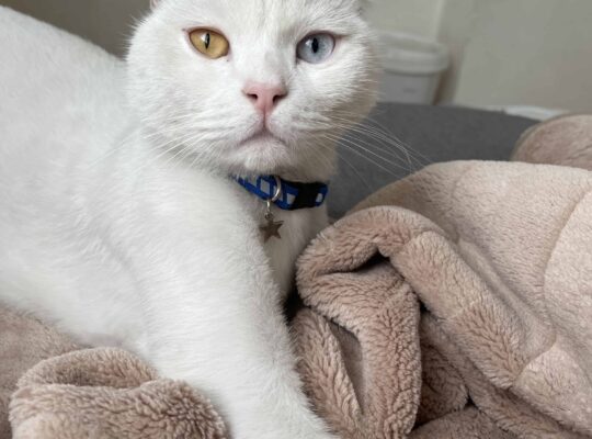 Bulunan Kedi