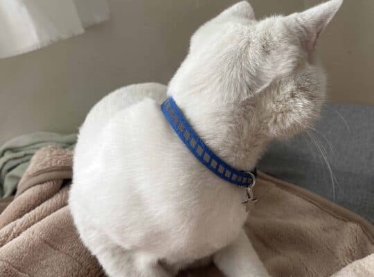 Bulunan Kedi