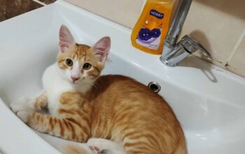 Kayıp Kedi Cesur