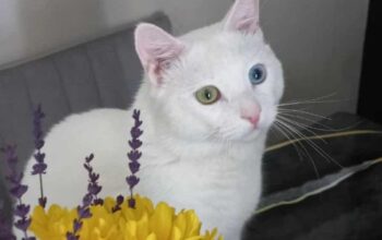 Kayip Kedi