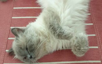 Kayıp British Kedi