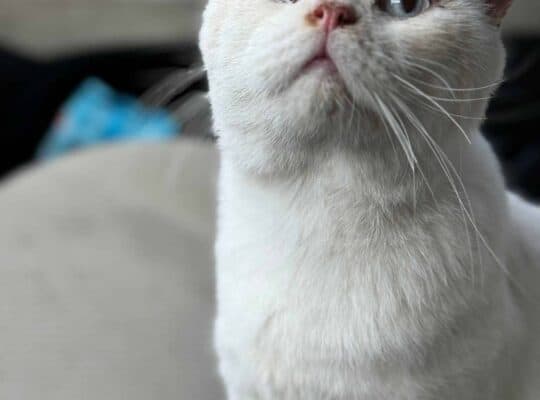 Bulunan Kedi