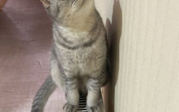 Kayıp Kedi Luna