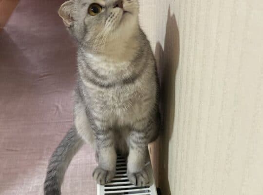 Kayıp Kedi Luna