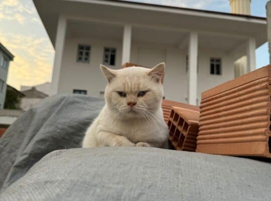 Bulunan Kedi
