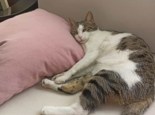 Kayıp Kedi