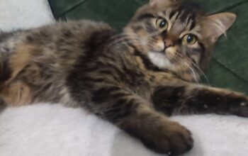 Kayıp Kedi Paşa