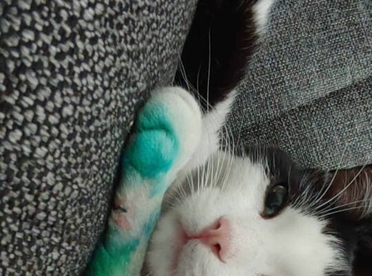 Kayıp Kedi