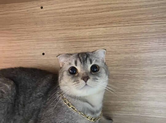 Kayıp Kedi Luna