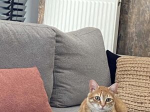Kayıp Kedi Çakır