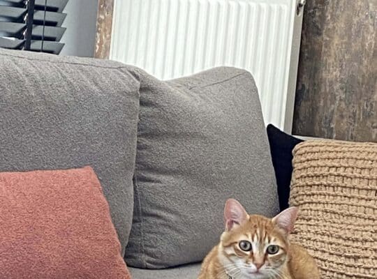 Kayıp Kedi Çakır