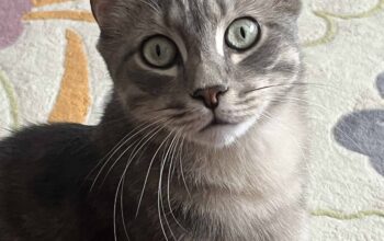 Kayıp Kedi Ayşe