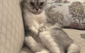 Kayıp Kedi İzabel