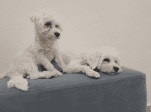 Kayıp Köpek Mila