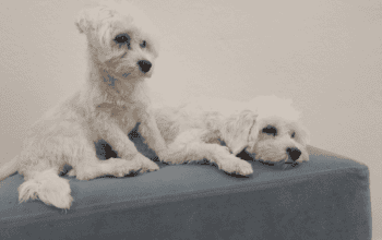 Kayıp Köpek Mila