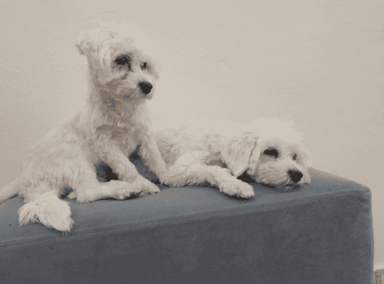 Kayıp Köpek Mila