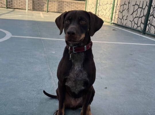 Kayıp Köpek Badem