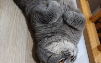 Kayıp Kedi British Shorthair