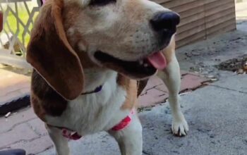 Kayıp Köpek Sosis