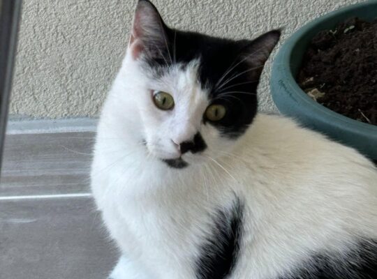 Kayıp Kedi Leo