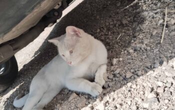 Bulunan Kedi