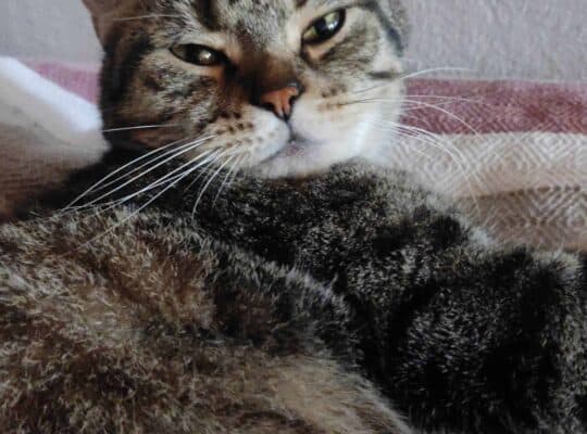 Kayıp Kedi Badem
