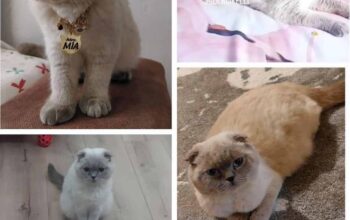 Kayıp Kedi Mia