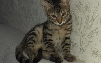 Kayıp Kedi Çiku