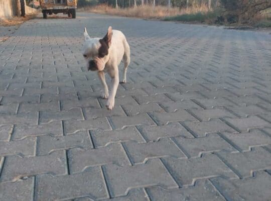 Kayıp Köpek Şila