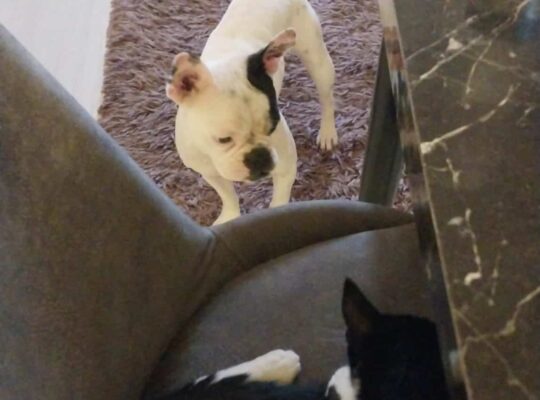 Kayıp Köpek Şila